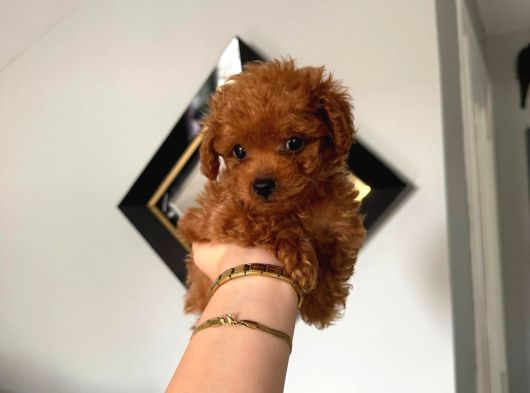 En Güzel Poodle Yavrular Bizdee görsel