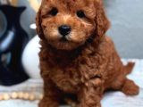 Full Safkan Orjinal Toypoodle Yavrumuz