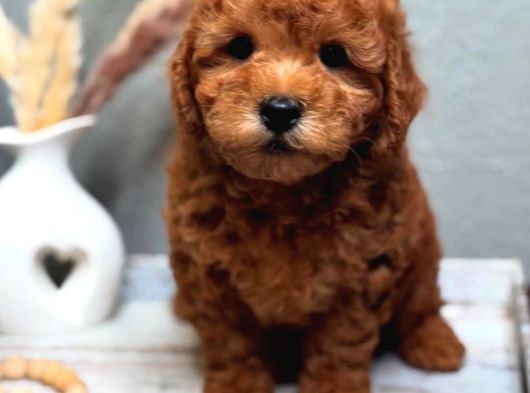 Full Safkan Orjinal Toypoodle Yavrumuz
