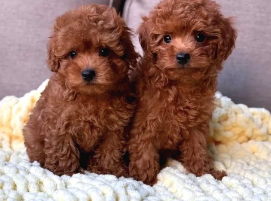 Full Safkan Orjinal Toypoodle Yavrumuz görsel