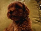 Kızıl Kahve Şipşirin Maltipoo Bebek