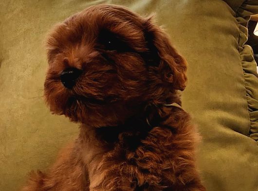 Kızıl Kahve Şipşirin Maltipoo Bebek görsel