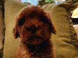 Kızıl kahve şipşirin maltipoo bebek