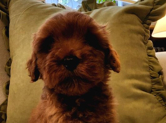 Kızıl Kahve Şipşirin Maltipoo Bebek