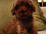 Kızıl Kahve Şipşirin Maltipoo Bebek