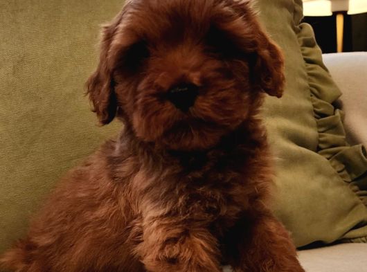 Kızıl Kahve Şipşirin Maltipoo Bebek görsel