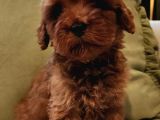 Kızıl Kahve Şipşirin Maltipoo Bebek