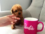 En Güzel Poodle Yavrular Bizdee