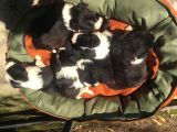 Zeka Küpü Harika Border Collie Yavrularım