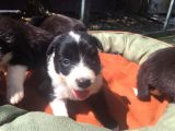 Zeka Küpü Harika Border Collie Yavrularım