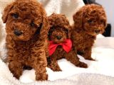 En güzel poodle yavrular bizdee