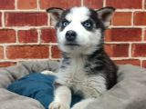 Güzel Gözlü Husky