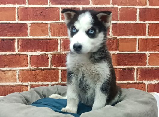 Güzel Gözlü Husky