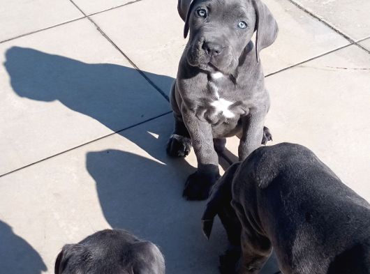 Cane Corsa Devler görsel