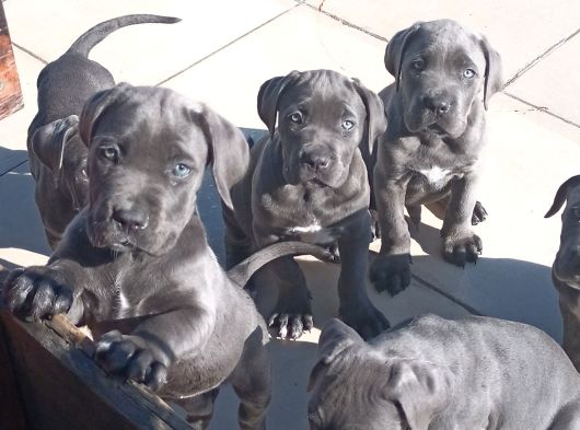 Cane Corsa Devler görsel