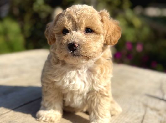 Teacup Maltipoo Bebekler görsel