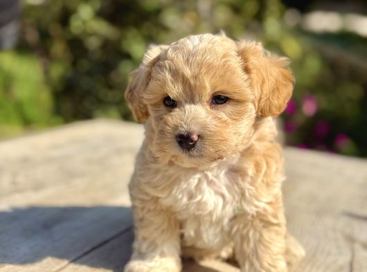 teacup maltipoo bebekler