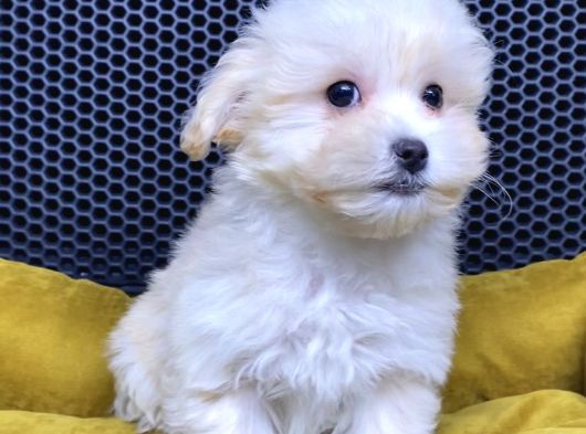 Sevimli Maltipoo Cinsi Köpekler Vonalp Pet Güvencesiyle görsel