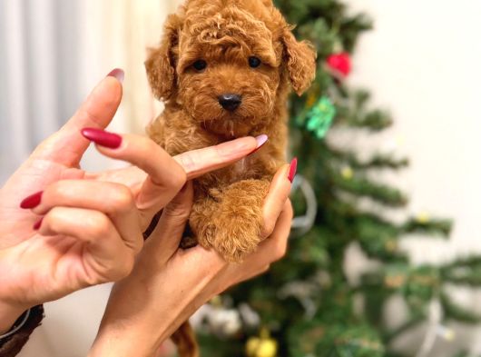 Toypoodle kızımız yeni yuvasına gitmeye hazır