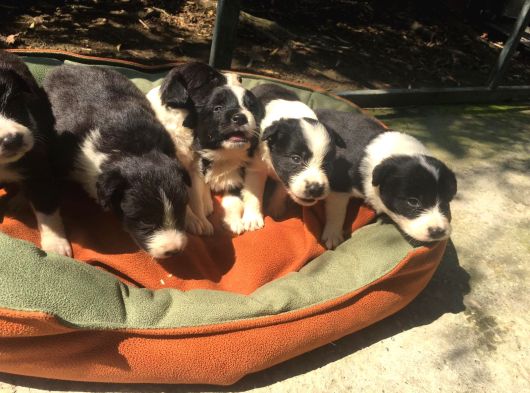 Zeka Küpü Harika Border Collie Yavrularım görsel