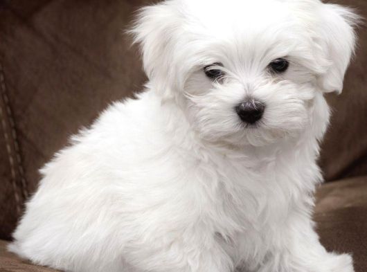MALTESE TERRİER BEBEKLER