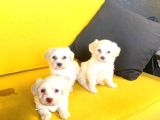 Ev doğumu maltipoo bebeklerimiz