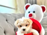 Maltipoo Bebeklerimiz Topaç Gibi