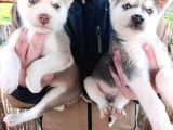 A Kalite Husky Bebekler