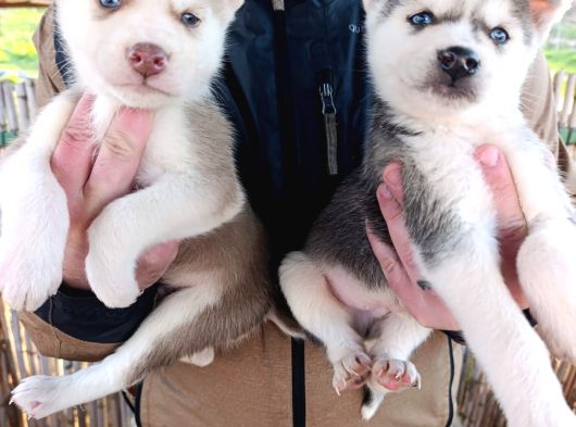 A Kalite Husky Bebekler görsel
