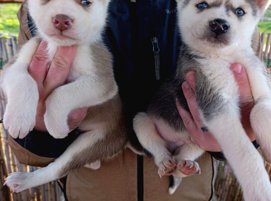 A Kalite Husky Bebekler görsel