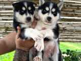 A Kalite husky bebekler