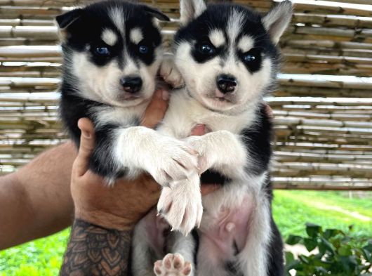 A Kalite husky bebekler