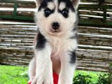 A Kalite Husky Bebekler