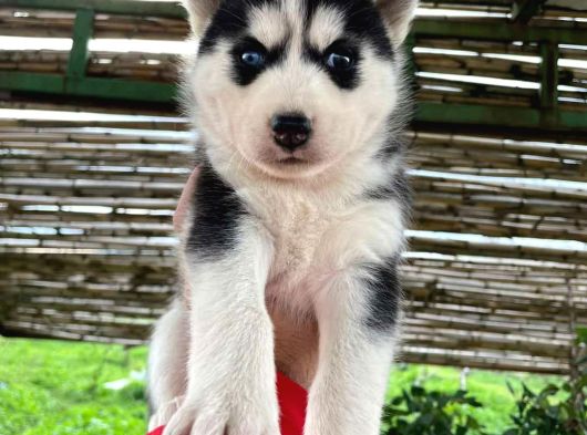 A Kalite Husky Bebekler görsel
