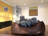 Kedi̇ci̇den Renk Renk Scottish Yavrular Ankara Mağazamzda Gör