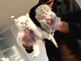 Kedi̇ci̇den Renk Renk Scottish Yavrular Ankara Mağazamzda Gör
