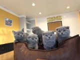 Kedi̇ci̇den Renk Renk Scottish Yavrular Ankara Mağazamzda Gör