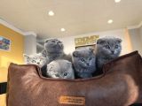 Kedi̇ci̇den Renk Renk Scottish Yavrular Ankara Mağazamzda Gör