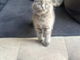 Ayı Surat Scottish Fold