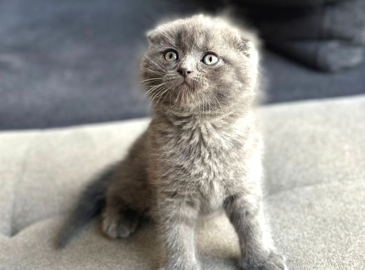Ayı Surat Scottish Fold görsel