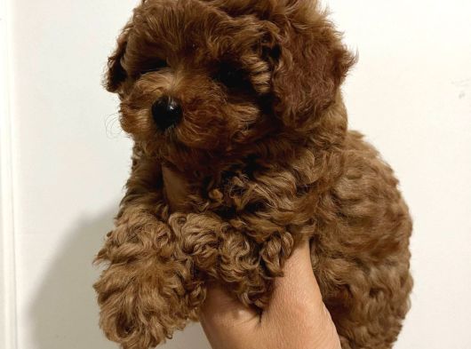TÜRKİYENİN EN GÜZEL POODLE YAVRULARI