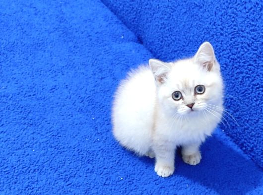 Mükemmel Bi̇r Bri̇ti̇sh Lynx Poi̇nt Yavrumuz Tesli̇me Hazirdir görsel