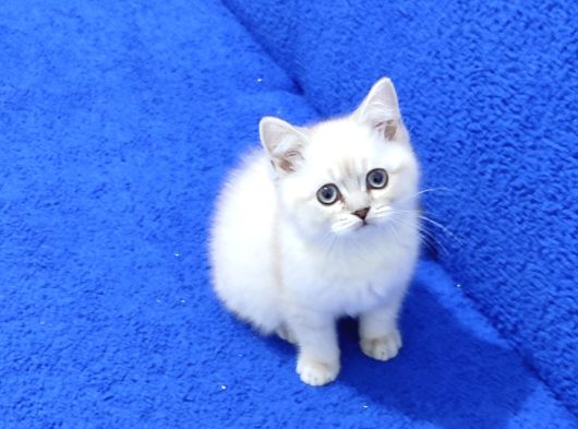 Mükemmel Bi̇r Bri̇ti̇sh Lynx Poi̇nt Yavrumuz Tesli̇me Hazirdir görsel