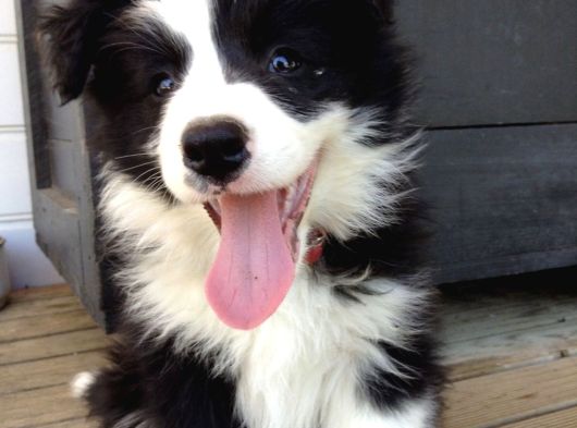 A Kalite Border Collie Merle Ve Siyah Beyaz Yavrularımız görsel
