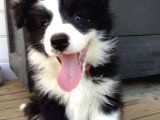 Border collie dişi erkek yavrularımız