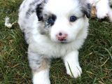 Border Collie Dişi Erkek Yavrularımız