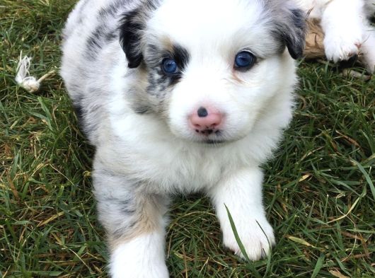 Border Collie Dişi Erkek Yavrularımız görsel