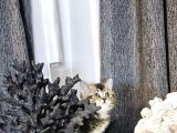 Aile Sıcaklığnda Büyüyen  Scottish Fold British Yvrlr