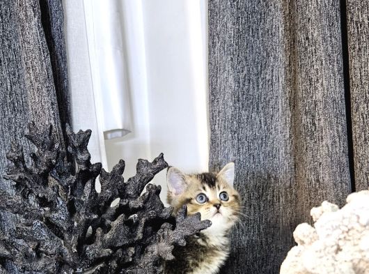 Aile Sıcaklığnda Büyüyen  Scottish Fold British Yvrlr görsel