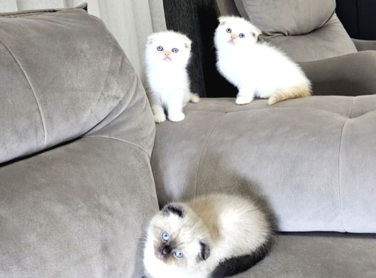 Aile Sıcaklığnda Büyüyen  Scottish Fold British Yvrlr